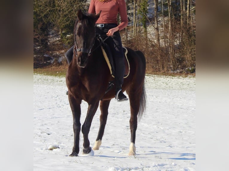 Mezzosangue Arabo Castrone 12 Anni 148 cm Morello in Uznach