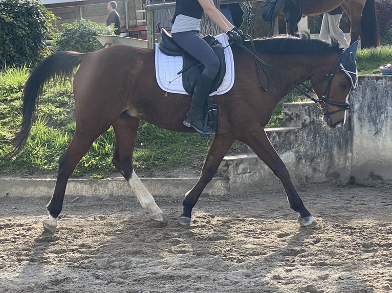 Mezzosangue Arabo Castrone 12 Anni 154 cm Baio in Rümmingen