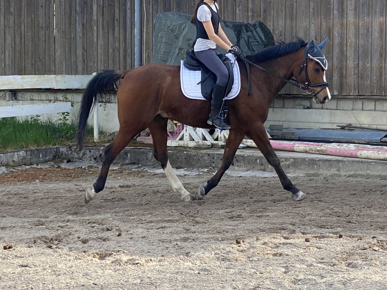 Mezzosangue Arabo Castrone 12 Anni 154 cm Baio in Rümmingen