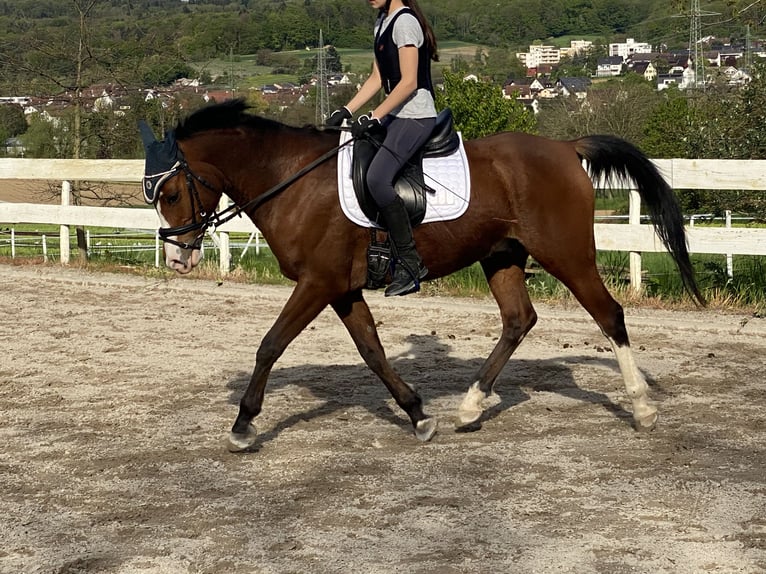 Mezzosangue Arabo Castrone 12 Anni 154 cm Baio in Rümmingen