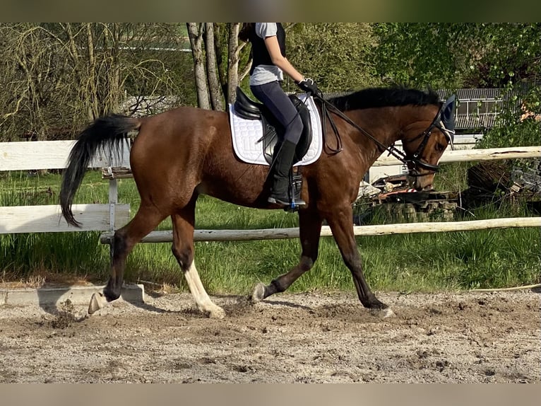 Mezzosangue Arabo Castrone 12 Anni 154 cm Baio in Rümmingen