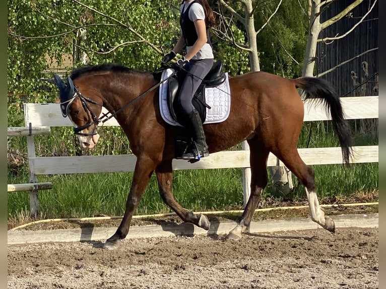 Mezzosangue Arabo Castrone 12 Anni 154 cm Baio in Rümmingen