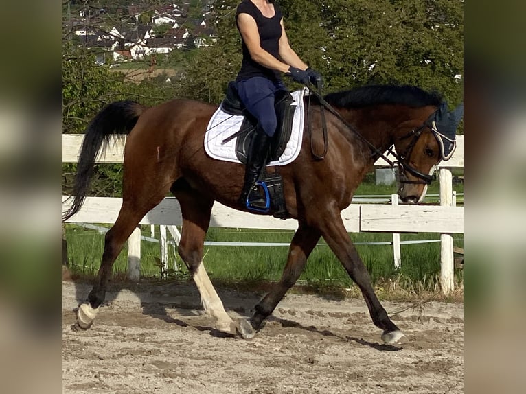 Mezzosangue Arabo Castrone 12 Anni 154 cm Baio in Rümmingen