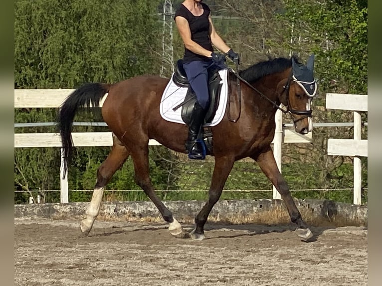 Mezzosangue Arabo Castrone 12 Anni 154 cm Baio in Rümmingen