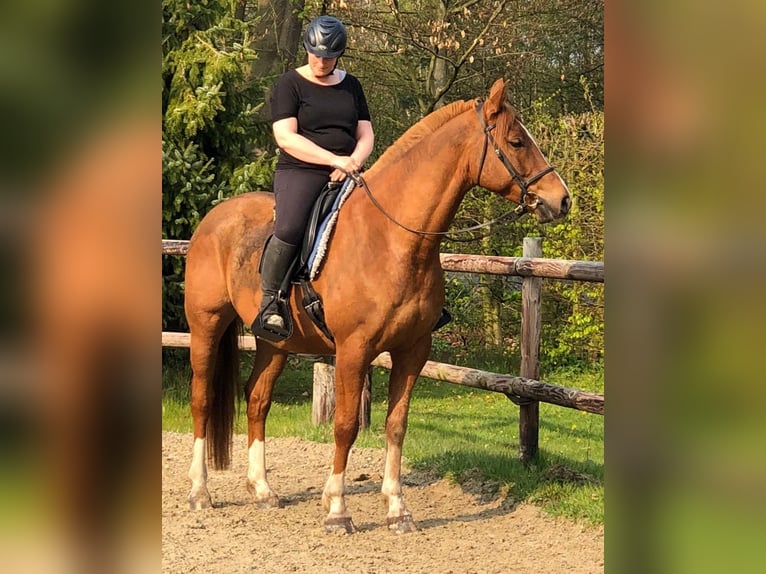Mezzosangue Arabo Castrone 13 Anni 157 cm Sauro in Bergen