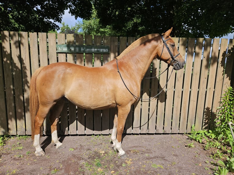 Mezzosangue Arabo Castrone 13 Anni 157 cm Sauro in Bergen