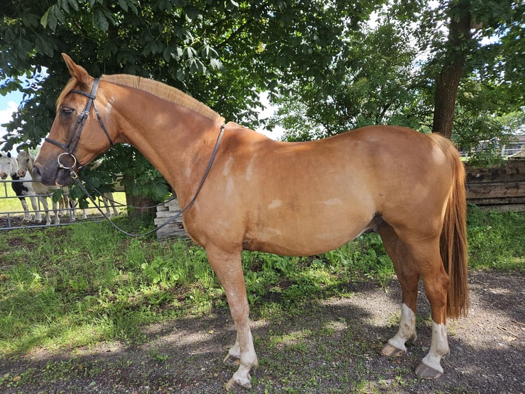 Mezzosangue Arabo Castrone 13 Anni 157 cm Sauro in Bergen