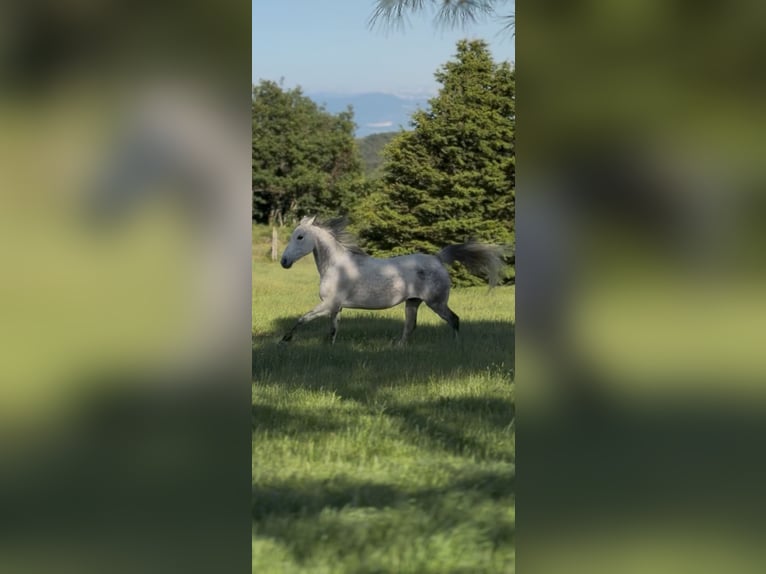 Mezzosangue Arabo Castrone 13 Anni 163 cm Grigio pezzato in Saint-Victor