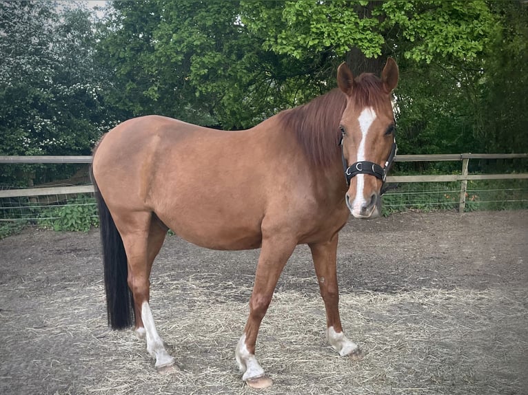 Mezzosangue Arabo Mix Castrone 13 Anni 165 cm Sauro in Wesel