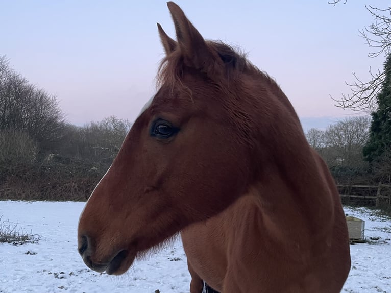 Mezzosangue Arabo Mix Castrone 13 Anni 165 cm Sauro in Wesel