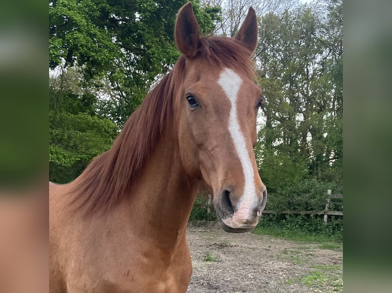 Mezzosangue Arabo Mix Castrone 13 Anni 165 cm Sauro in Wesel