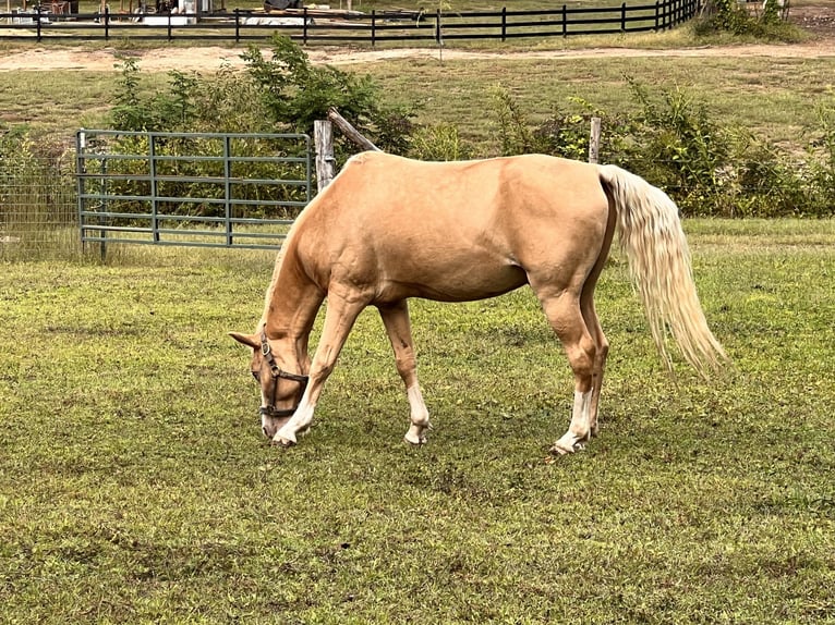 Mezzosangue Arabo Mix Castrone 15 Anni 152 cm Champagne in Collettsville