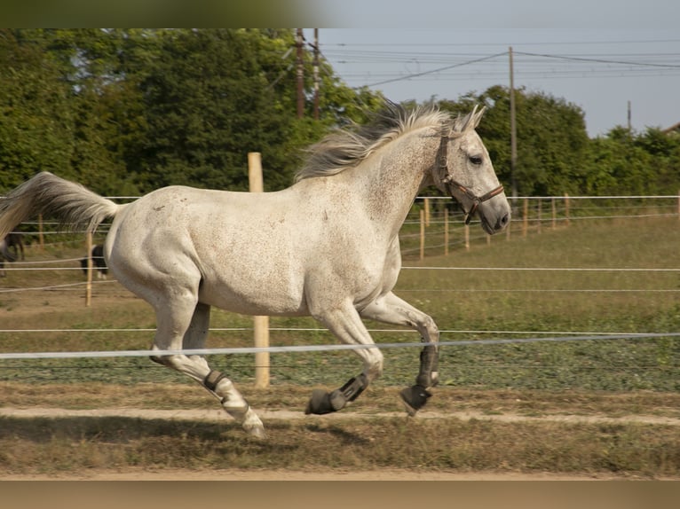 Mezzosangue Arabo Castrone 15 Anni 158 cm Grigio trotinato in Luxé