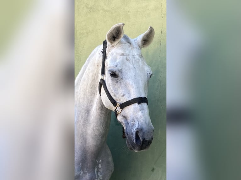 Mezzosangue Arabo Mix Castrone 15 Anni Grigio in Colmenar Viejo