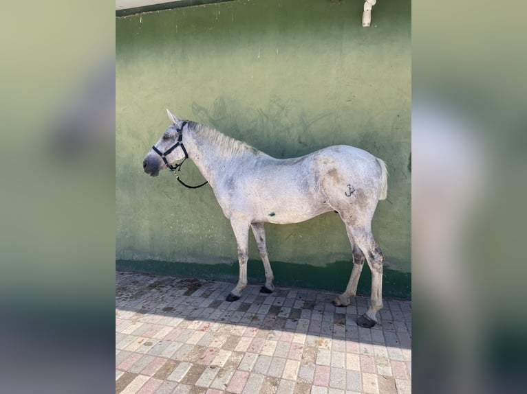 Mezzosangue Arabo Mix Castrone 15 Anni Grigio in Colmenar Viejo