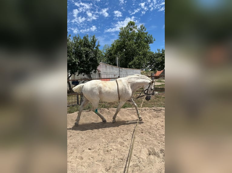 Mezzosangue Arabo Mix Castrone 18 Anni 162 cm Grigio trotinato in Villacastin