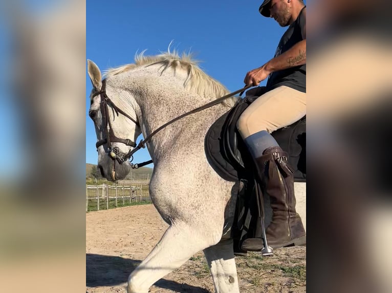 Mezzosangue Arabo Mix Castrone 18 Anni 162 cm Grigio trotinato in Villacastin