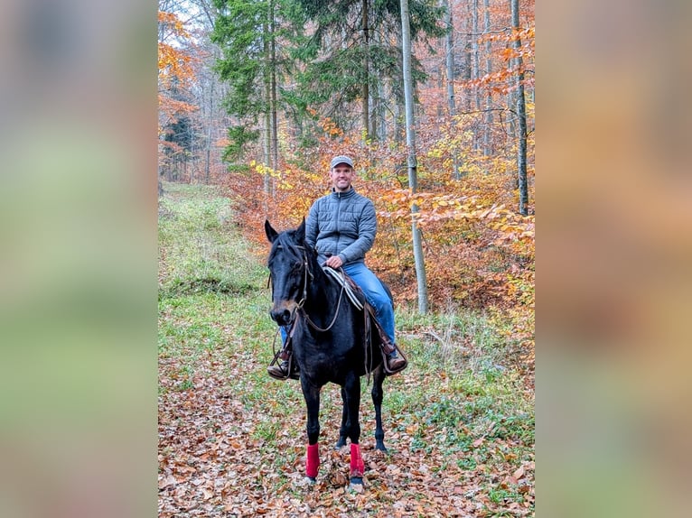Mezzosangue Arabo Mix Castrone 19 Anni 158 cm Baio nero in Baltmannsweiler