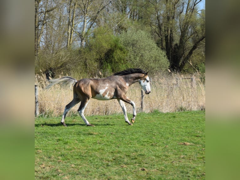 Mezzosangue Arabo Castrone 1 Anno 155 cm Falbo in Cucq