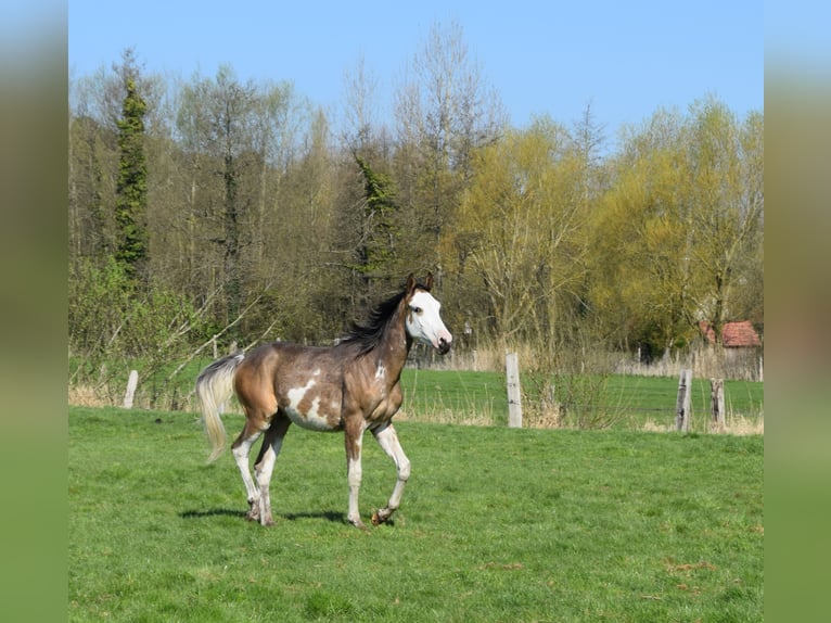 Mezzosangue Arabo Castrone 1 Anno 155 cm Falbo in Cucq