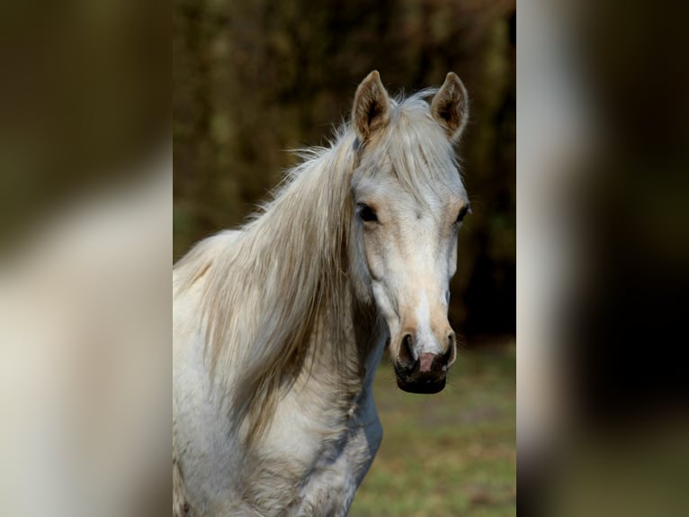 Mezzosangue Arabo Castrone 2 Anni 152 cm Palomino in Gransee