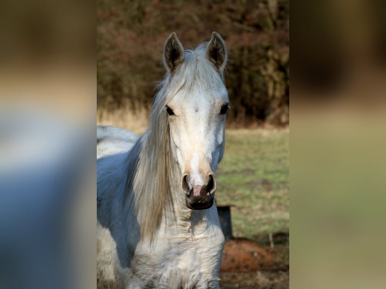 Mezzosangue Arabo Castrone 2 Anni 152 cm Palomino in Gransee