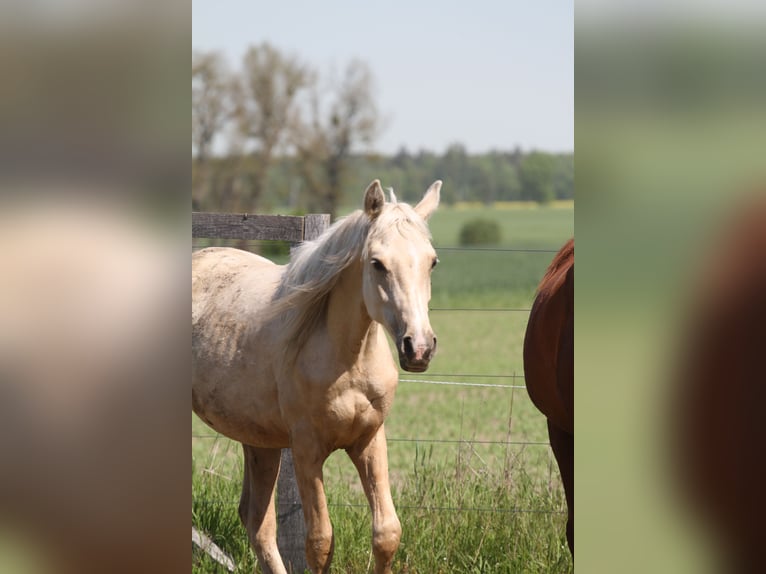 Mezzosangue Arabo Castrone 2 Anni 152 cm Palomino in Gransee
