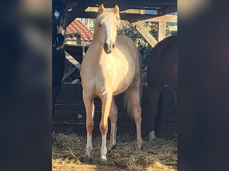 Mezzosangue Arabo Castrone 2 Anni 154 cm Palomino in Hörselberg-Hainich, Behringen