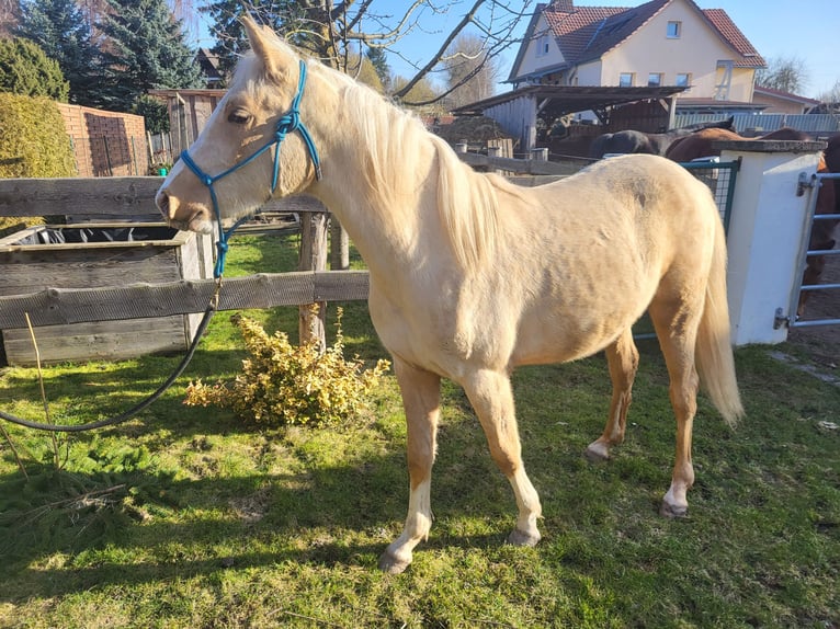 Mezzosangue Arabo Castrone 2 Anni 154 cm Palomino in Hörselberg-Hainich, Behringen