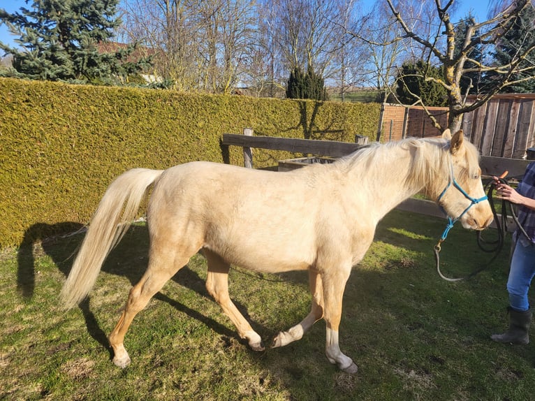 Mezzosangue Arabo Castrone 2 Anni 154 cm Palomino in Hörselberg-Hainich, Behringen