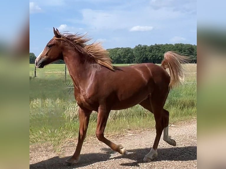 Mezzosangue Arabo Castrone 2 Anni 154 cm Sauro in VERNON