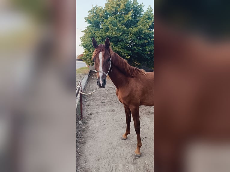 Mezzosangue Arabo Castrone 3 Anni 150 cm Sauro scuro in Saint ambroix