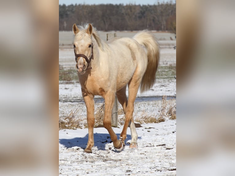 Mezzosangue Arabo Castrone 3 Anni 154 cm Palomino in Stechlin