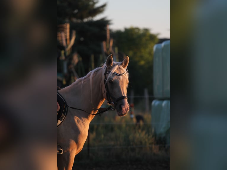 Mezzosangue Arabo Castrone 3 Anni 154 cm Palomino in Stechlin