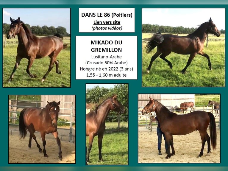 Mezzosangue Arabo Castrone 3 Anni 157 cm Baio in VERNON