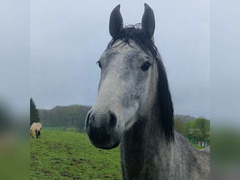 Mezzosangue Arabo Castrone 3 Anni Grigio in Jussarupt