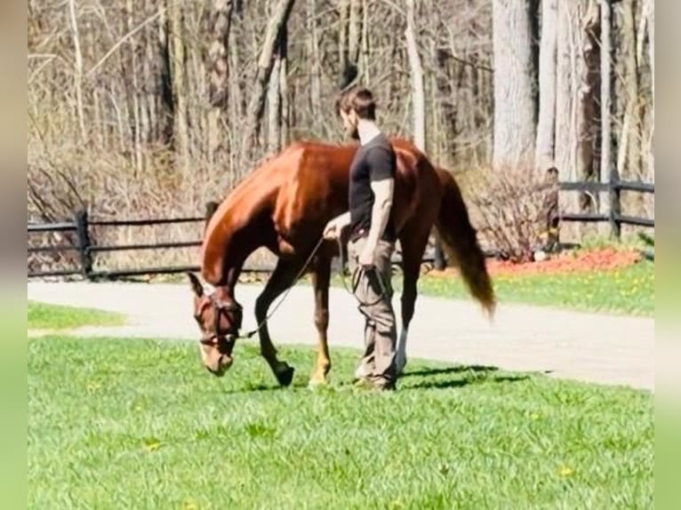 Mezzosangue Arabo Mix Castrone 4 Anni 152 cm Sauro scuro in Saint Clair, MI