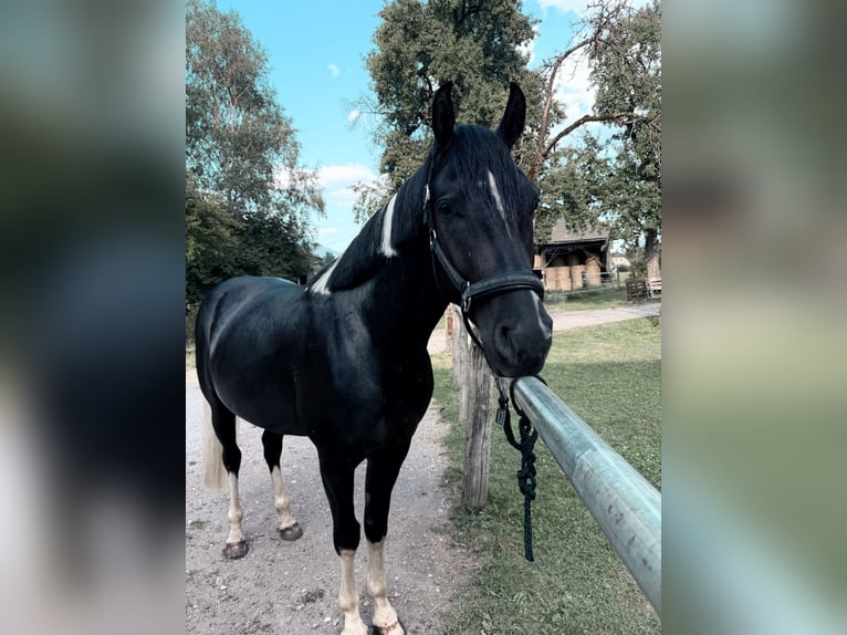 Mezzosangue Arabo Castrone 4 Anni 154 cm Morello in Hermagor
