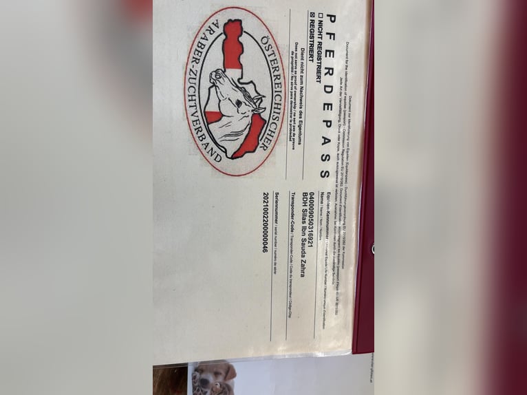 Mezzosangue Arabo Castrone 4 Anni 155 cm Baio in Passail