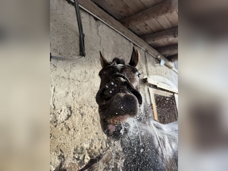 Mezzosangue Arabo Castrone 4 Anni 155 cm Morello in Hermagor