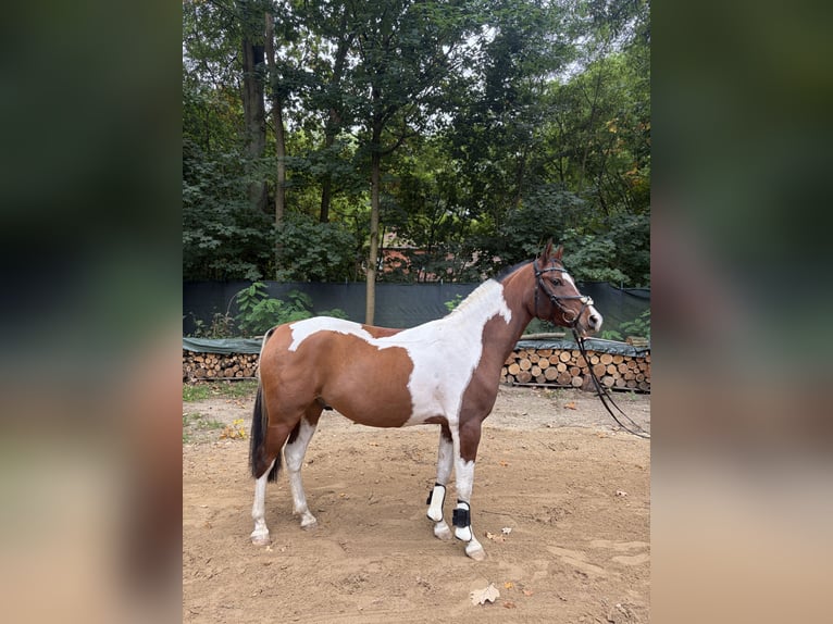 Mezzosangue Arabo Castrone 5 Anni 150 cm Pezzato in Schönfließ