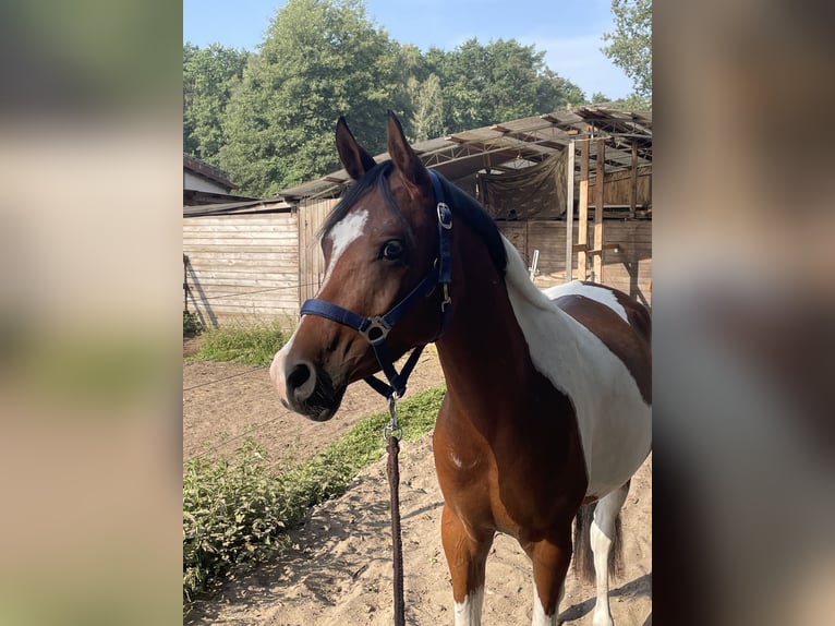 Mezzosangue Arabo Castrone 5 Anni 150 cm Pezzato in Schildow