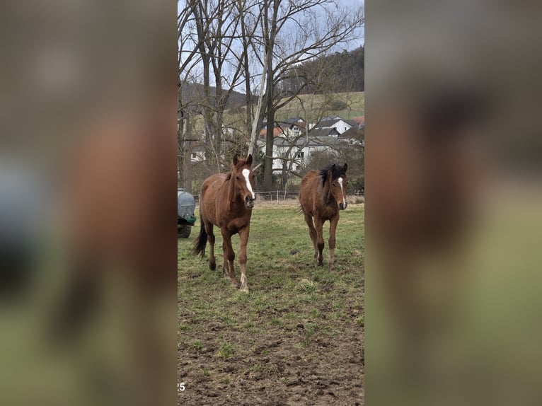 Mezzosangue Arabo Castrone 5 Anni 150 cm Sauro in Haunetal