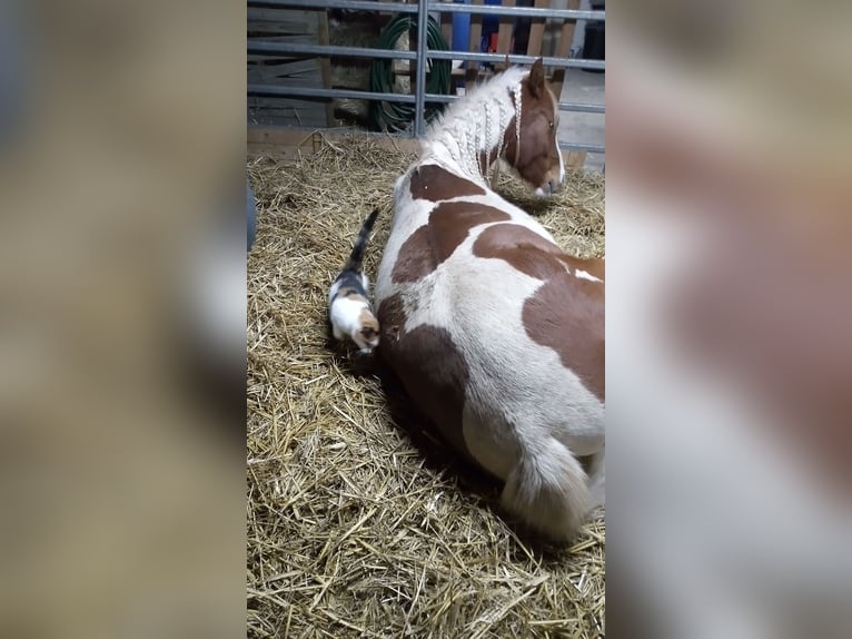 Mezzosangue Arabo Castrone 5 Anni 153 cm Pezzato in Nieheim