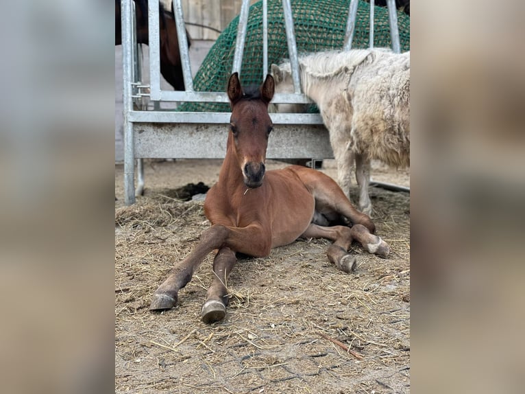 Mezzosangue Arabo Castrone 5 Anni 155 cm Baio in Passail