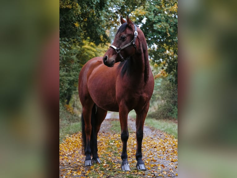 Mezzosangue Arabo Mix Castrone 6 Anni 153 cm Baio in Ulrichstein
