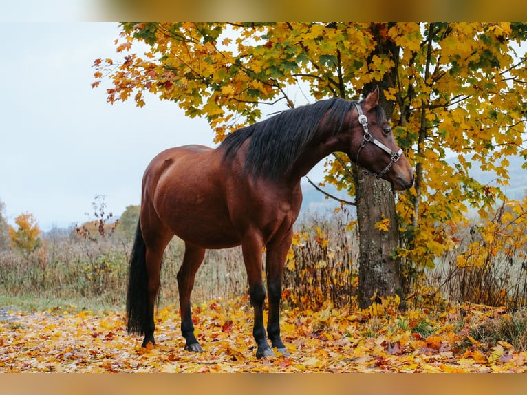 Mezzosangue Arabo Mix Castrone 6 Anni 153 cm Baio in Ulrichstein