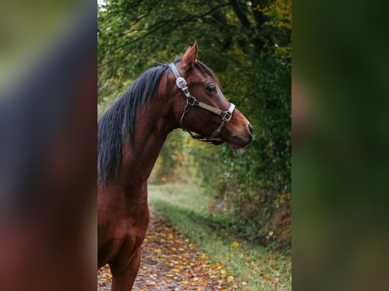 Mezzosangue Arabo Mix Castrone 6 Anni 153 cm Baio in Ulrichstein