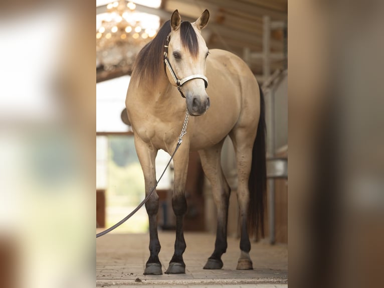Mezzosangue Arabo Castrone 7 Anni 153 cm Pelle di daino in Steyerberg