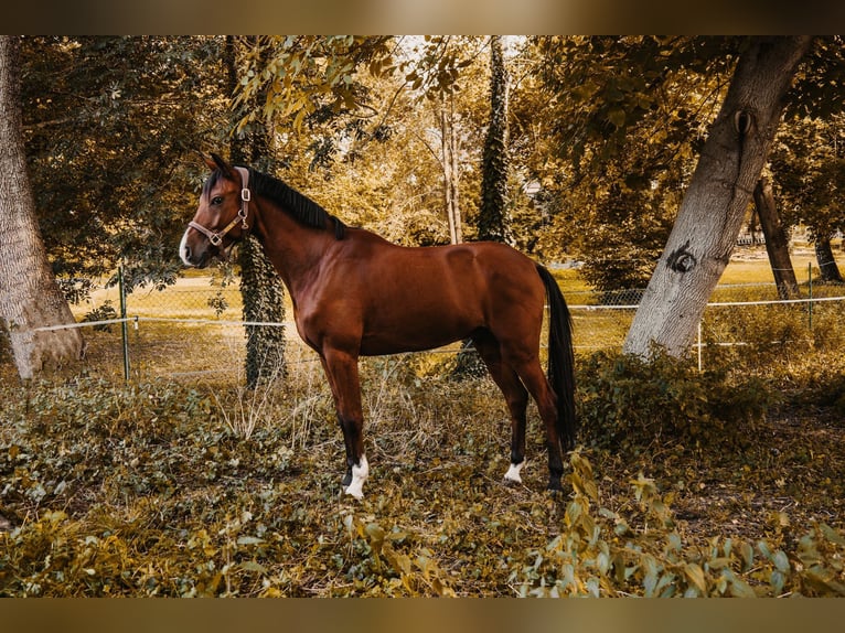 Mezzosangue Arabo Mix Castrone 7 Anni 154 cm Baio in Gelchsheim